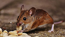 24 Hour & Emergency Exterminators in W Hollywood, CA